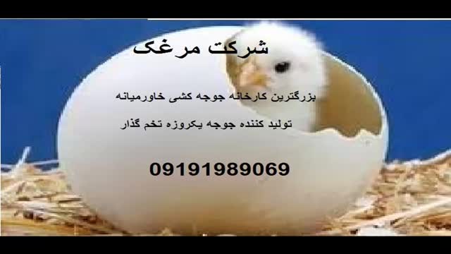 جوجه کشی درقزوین