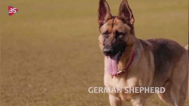مستند سگ شگفت انگیز و باهوش ژرمن شپرد