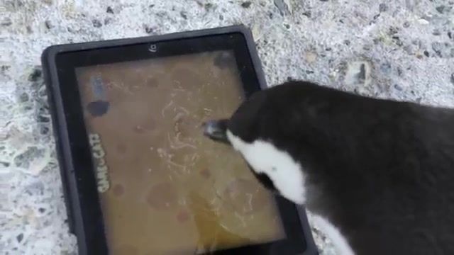 فیلمی از علاقه مندی پنگوین ها به بازی با آیپد ( Ipad)