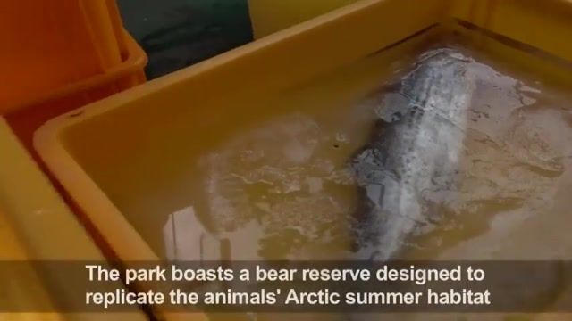 حرکات جالب خرس قطبی در باغ وحش کره