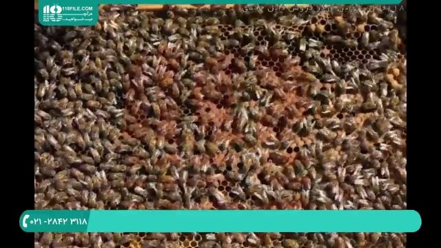 پرورش زنبورعسل و نکات کلیدی زنبورداری