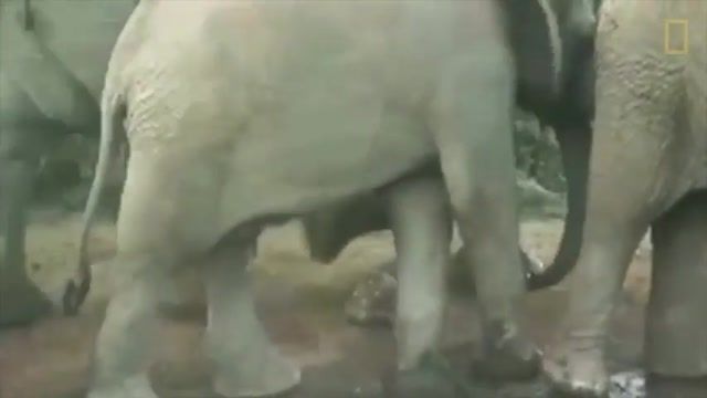فرار لاک پشت خوش شانس از مرگ در زیر پای گله فیل های تشنه