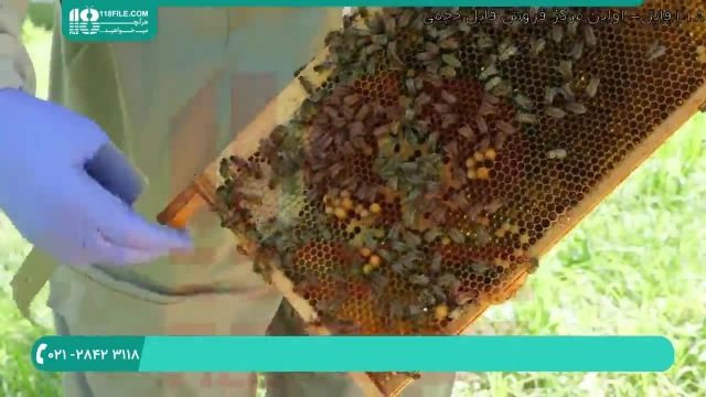 فیلم آموزشی پرورش ملکه زنبور عسل قسمت 2