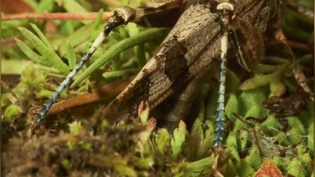 مستند زیبا قاتلانی کونگ فو کار از قلمرو پادشاهی حشرات