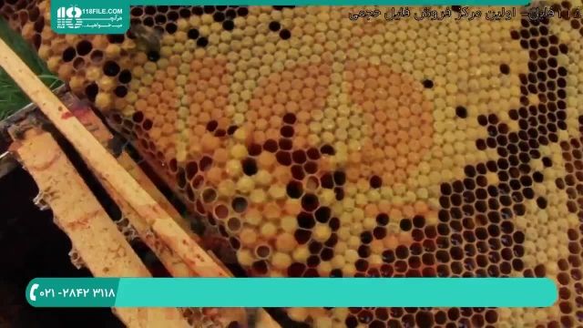 جدیدترین روش مصنوعی ایجاد یک دسته جدید در زنبورداری ایرانی