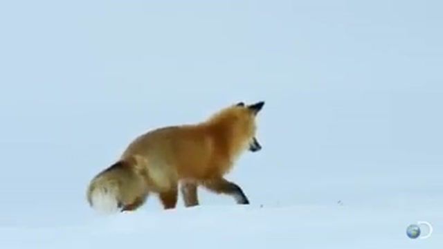 دانلود مستند حیات وحش : شکار کردن روباه در بین برف ها 