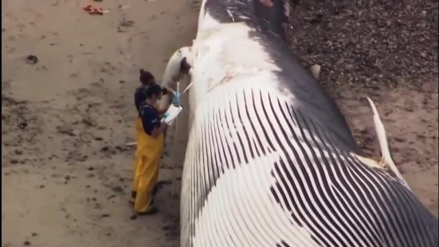 یافتن وال غول پیکری که به ظاهر خودکشی کرده است در  ساحل ماساچوست 