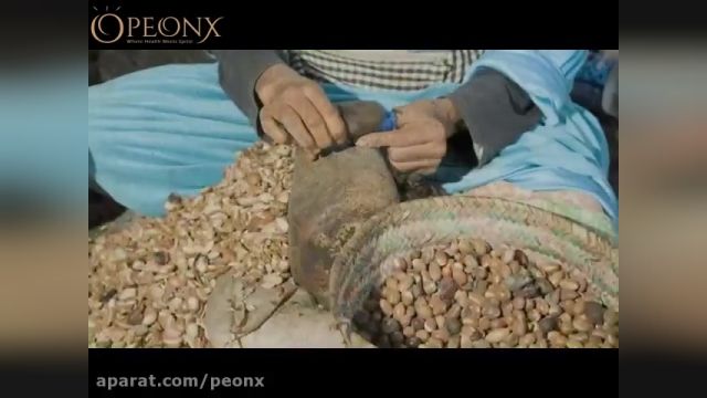 ویدیو روغن گیری آرگان خالص در کشور مراکش | روغن آرگان پیونکس
