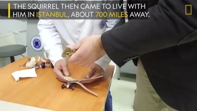 کلیپی جالب از ساخت وسیله ای که برای کمک به حرکت کردن سنجاب معلول 