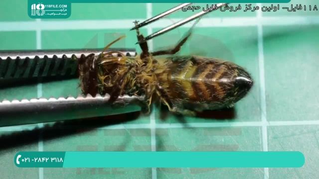 تشریح بیماری های رایج در بین زنبور عسل