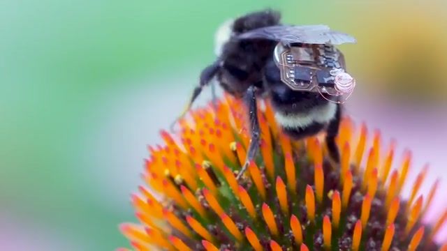 طراحی و تولید کوله پشتی الکترونیک برای زنبورهای عسل و جمع آوری اطلاعات از محیط  