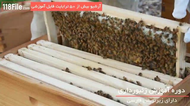 10 نکته کاربردی آموزش زنبورداری و تولید عسل