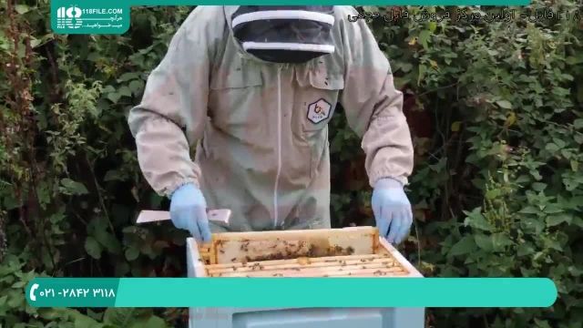 آموزش زنبورداری نوین - پرورش ملکه