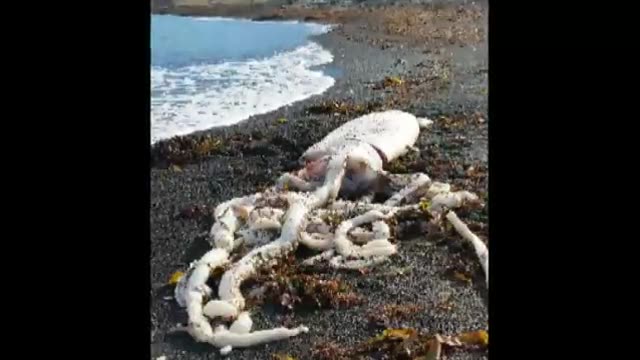 کلیپی از پیداشدن ماهی مرکب غول پیکر در سواحل استرالیا 