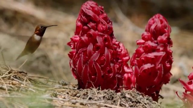 کلیپی جالب از مرغان مگس خواری که شهد گل می خورند!