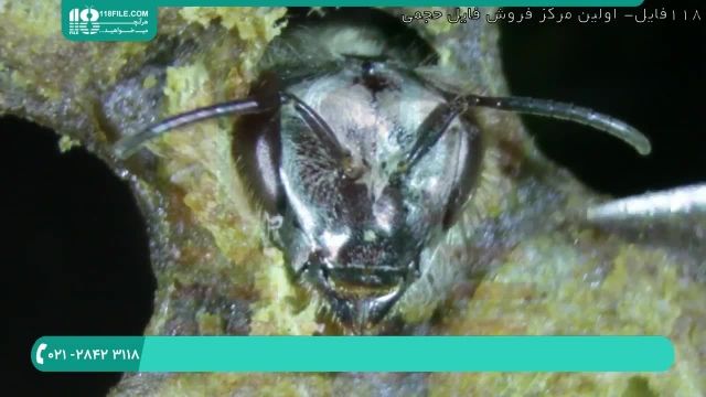 برسی و تشریح بیماری زنبوران عسل قسمت 2