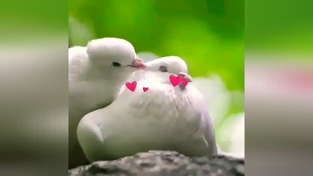 کبوتران عاشق...