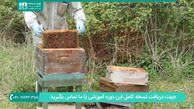 آموزش زنبورداری برپایی کندو زنبور عسل برای پرورش ملکه جدید