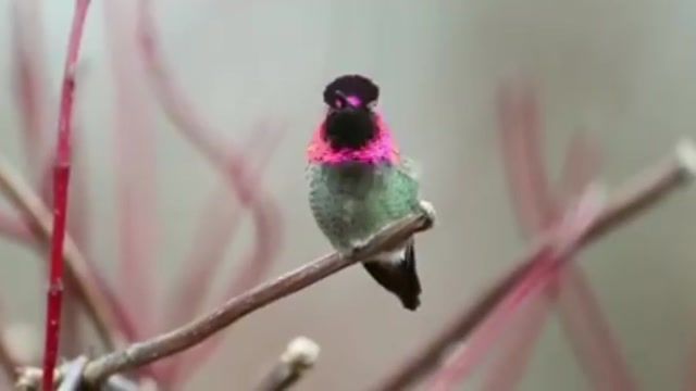 فیلمی منتشر شده از پرنده عجیب که 8 میلیون دلار قیمت دارد