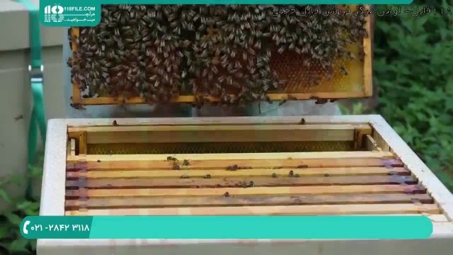 از کجا و چگونه زنبورداری را شروع کنیم؟