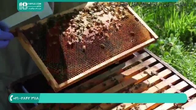 دوره آموزش صفر تا صد زنبورداری 