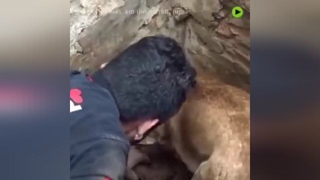 سگی که تلاش می‌کند فرزندان خود را از زیر آوار نجات دهد