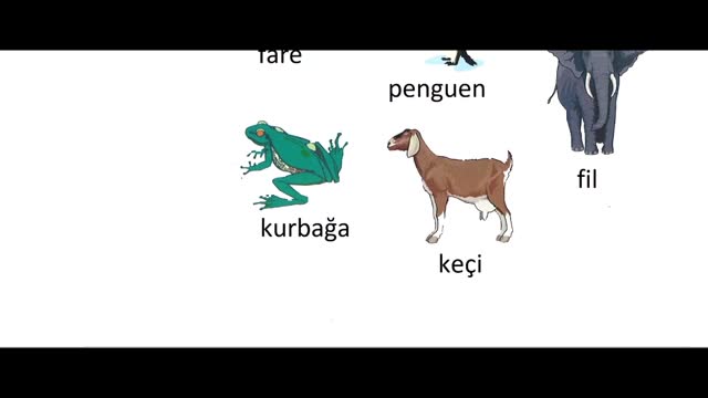آموزش زبان ترکی استانبولی ازمبتدی تاپیشرفته - بخش 48 - حیوانات و حشرات زبان ترکی