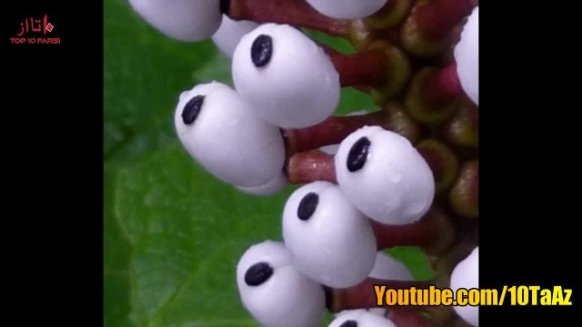 10 گیاه خطرناک و کشنده در جهان