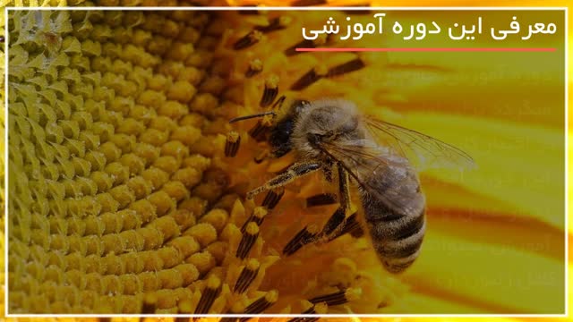 دوره کامل آموزش زنبورداری در  www.118file.com 