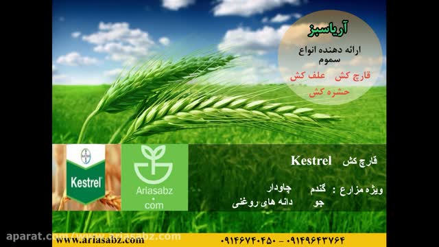 Kestrel | بهترین قارچ کش برای کنترل بیماری های خوشه غلات زمستانه و بهاره