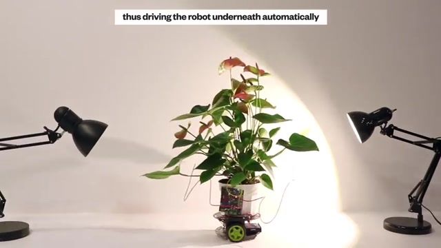 تولید گیاه سایبروگ جدید با نام "ایلوان" با قابلیت چرخش خودکار به سمت نور
