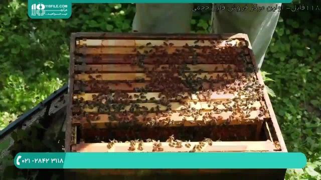 زنبورداری | پرورش زنبورعسل | پرورش ملکه