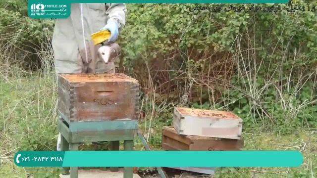 آموزش زنبورداری پرورش ملکه زنبور عسل