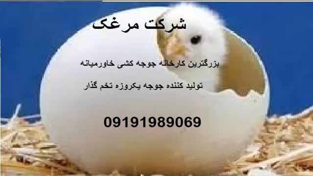 خرید جوجه یکروزه در مازندران