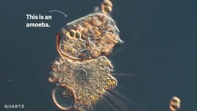 تصاویر میکروسکوپی که برای هر بیننده ایی شگفت آور است