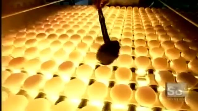 روند تولید تخم مرغ و پخش آن در چند دقیقه 