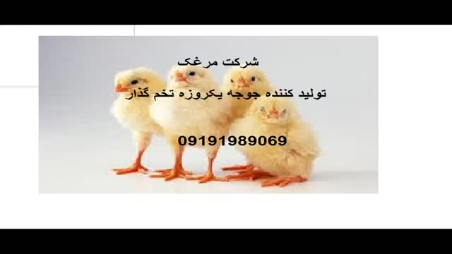 جوجه یکروزه در قزوین