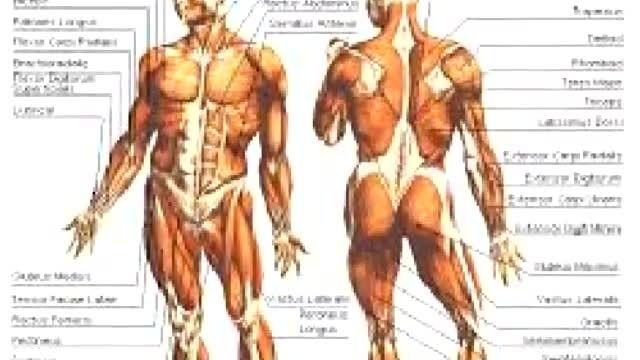 دانلود پروژه آناتومی بدن انسان (8 فصل)