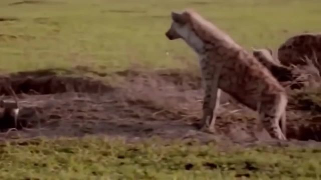 ویدئو جالب و دیدنی حمله به شیر توسط کفتارها 