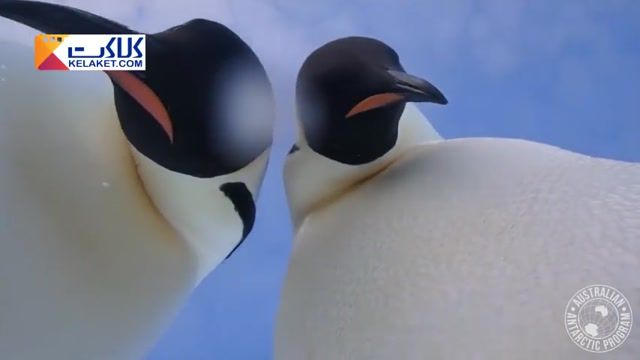شیطنت های جالب دو پنگوین‌ در قطب جنوب و گرفتن سلفی !!