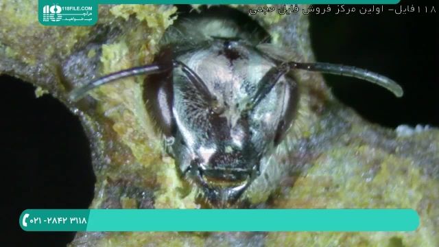 بررسی و تشریح بیماری زنبوران عسل - قسمت 3