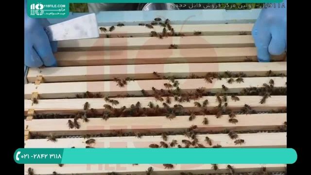 آموزش زنبورداری برسی های هفتگی ضروری