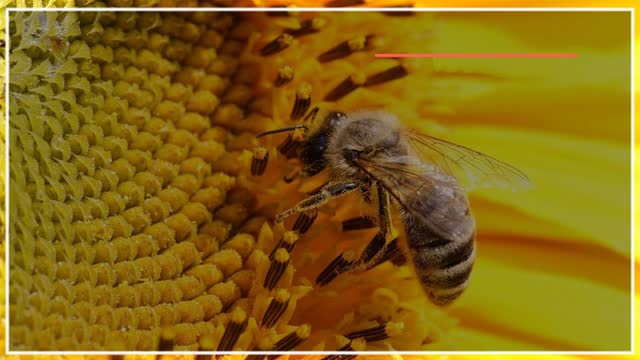 آموزش کامل زنبورداری - www.118file.com