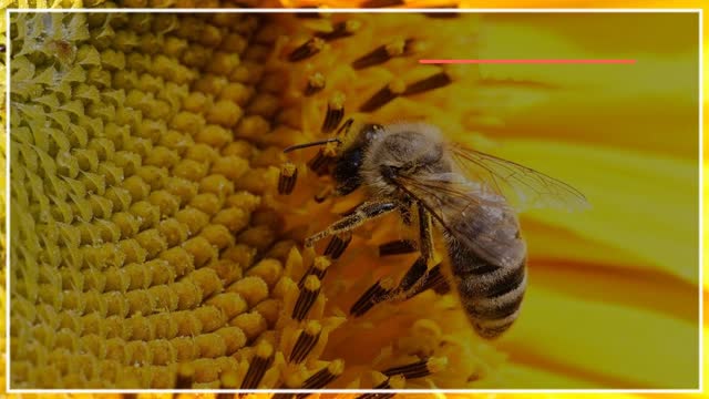 بهترین آموزش پرورش زنبور عسل- زنبور داری جامع و کامل
