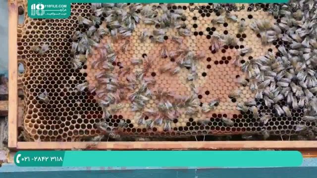 روش تشخیص بیماری در بین زنبوران عسل