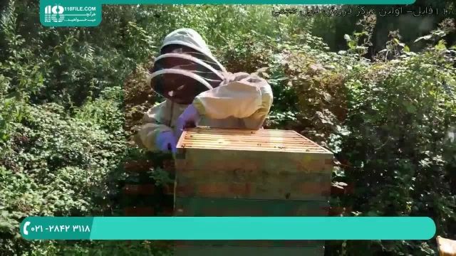 درمان شته آرورآ در بین زنبوران عسل