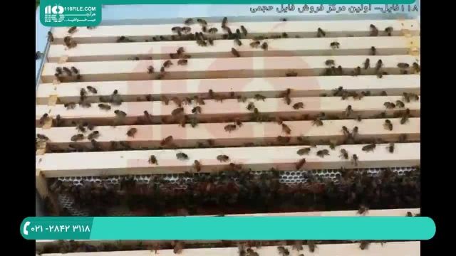 آموزش کامل زنبورداری و پرورش زنبورعسل