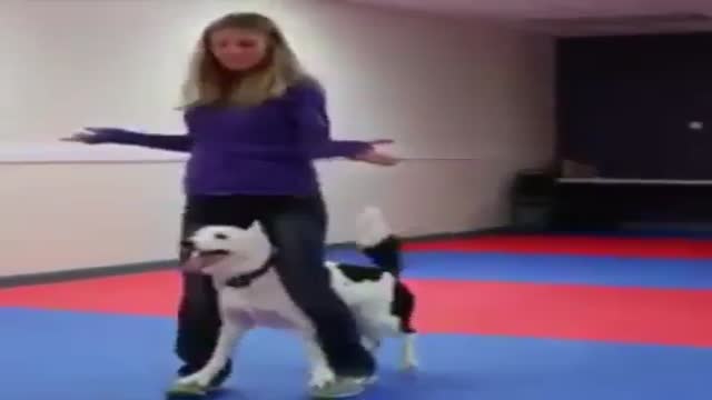 حرکات نمایشی یک زن با سگش