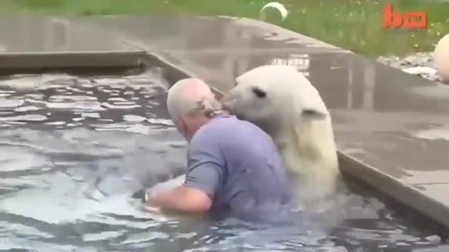 دوستی و شنای جالب و دیدنی یک مرد با خرس  قطبی !!