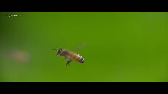 شگفتی های زنبور عسل (عسل طبیعی نصیریdigiasal.com)
